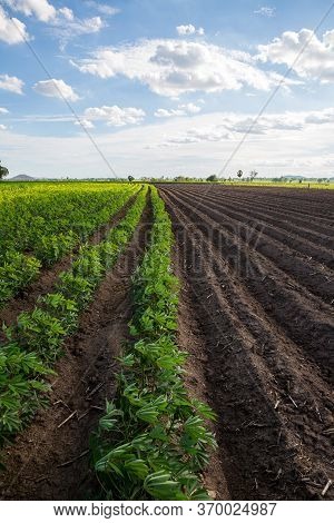Rows Of Soil Before Planting And Rows Of Young Cassava Plant In Countryside Farmland . Baby Cassava 