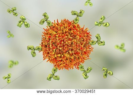 B-cell And Antibodies, 3d Illustration. Principles Of Immunity