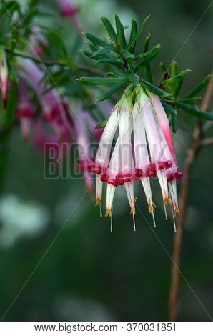 Tubular Bell Shaped Flowers Of The Australian Native Red Five Corners, Styphelia Tubiflora, From The