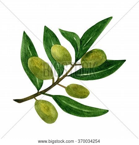 Olive Leaves Branch With Fruits For Italian Cuisine Design Or Extra Virgin Oil Food Or Cosmetic Prod