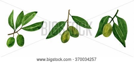 Olives Set With Olive Branches And Fruits For Italian Cuisine Design Or Extra Virgin Oil Food Or Cos