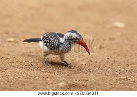 Southern Red-billed Hornbill (tockus Rufirostris) Sitting On The Ground With Yellow Background