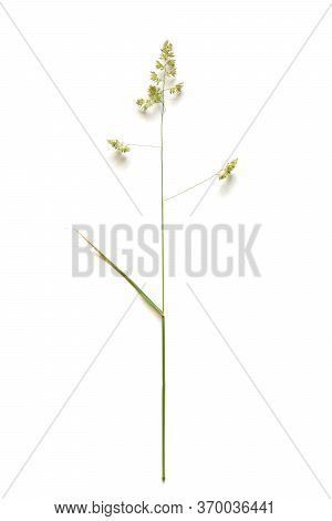 Orchard Grass (dactylis Glomerata), Also Called Cock's-foot Or Cat Grass Isolated On A White Backgro