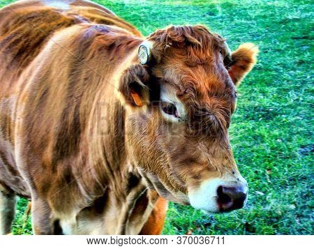 Close Up Of A Limousin Cow With Shorn Horns
