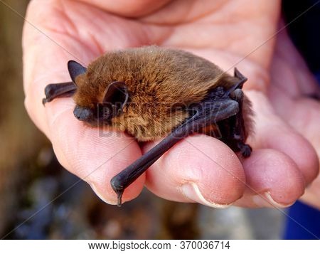 Pipistrelle Bat (pipistrellus Pipistrellus) Held In A Hand To Give An Indication Of Size
