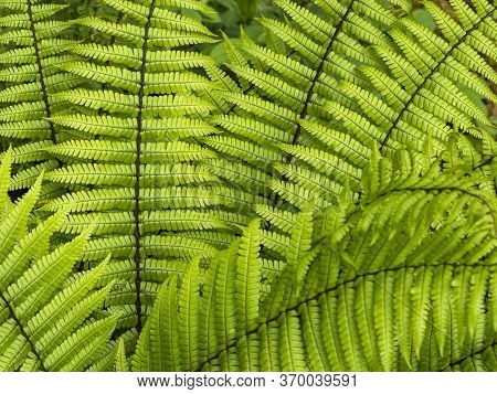 Closeup Of The Bright Green Fronds Of The Fern Dryopteris Wallichiana