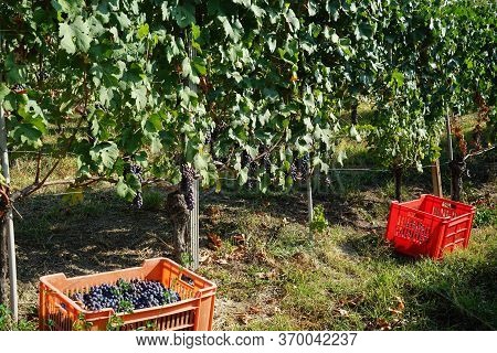 Harvest In A Vineyard At Cannubi In Barolo, Piedmont - Italy