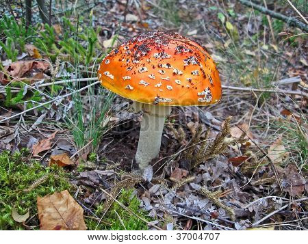 Fly Agaric, fungo Nonedible pericolo, Stress Seasonable ambiente