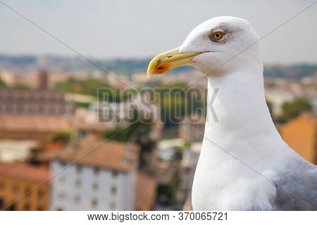 Seagull In The City. Closeup Of Big White Headed Albatross On Right Side With View From Roman Forums