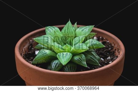 Close-up On An Unique Haworthia Turgida Succulent Houseplant In Terracotta Pot On Black Background. 