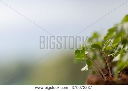 Young Green Sprouts/seedlings Arugula, Selective Soft Focus Over Grey Background, Copy Space, Banner