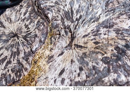 Gray Old Dubble Stub Textured In Forest