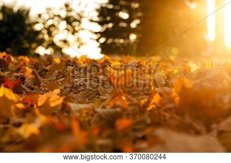 Autumn Sun Shines Through The Foliage During Leaf Fall, Close-up In Nature With Maple Trees