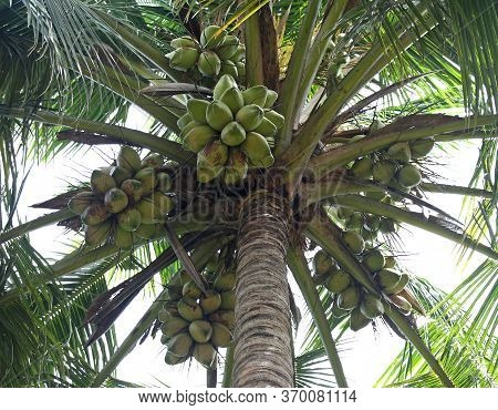 Bunch Of Green Tender Coconut In The Tree