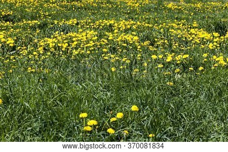 Field With Beautiful Live Yellow Dandelions In The Spring Season, Beautiful Real Nature Outside The 