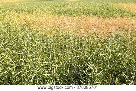 The Rapeseed Field Is Full In Late Summer Or Early Autumn With A Ripe Crop, The Crop Is Ready To Har