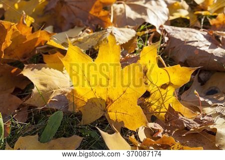 Autumn Yellow Foliage During Leaf Fall, In Nature In The Park