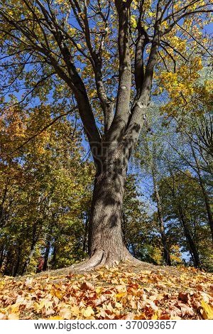 Maple Leaves In Autumn, Seasonal Changes In Nature
