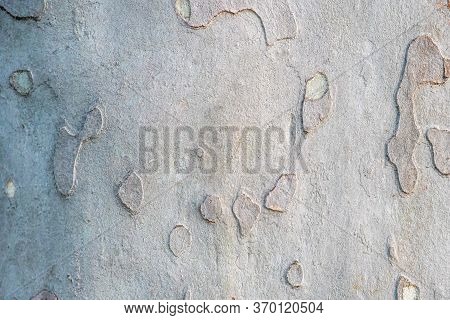 Sycamore, Platan Or Plane Tree Bark Texture Background In Khaki Colors, Khaki Military Pattern Imita