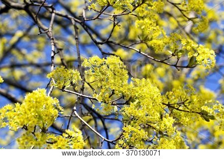 Beautiful Maple Tree During Spring Flowering, Close-up Of Maple Branches With Flowers, Spring Weathe