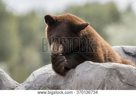 Baby Black Beer Licks Its Paws And Think About Things Looks Doubtful
