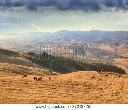 sicilian landscape of countryside hills with herd of cow grazing stubble of wheat field