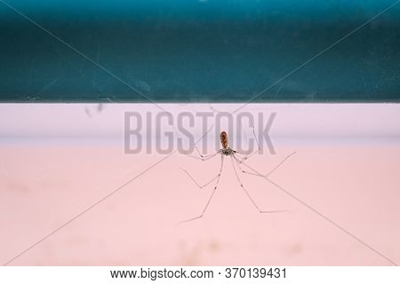 Long Bodied Cellar Spider, Pholcus Phalangioides, On Her Web Waiting For A Prey