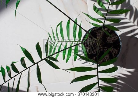 Green Tropical Leaves White Marble Pattern Texture Abstract Backgroundbackground.palm In Pastel Blue