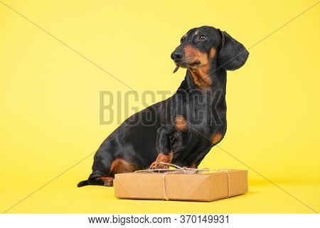 Obedient Dachshund Dog Sits With Craft Box Decorated With Lace And Bow On Yellow Background, Copy Sp