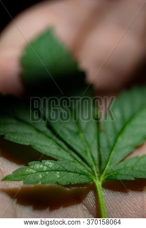 Closeup Of Marijuana Leaves In A Hand