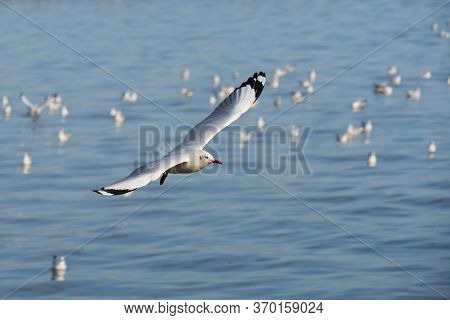 Focuss One White Seagull Flying Over The Sea
