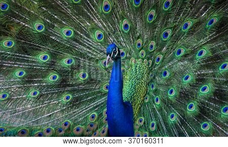 Peacock Dance Display - Male Peacock Showing Feathers