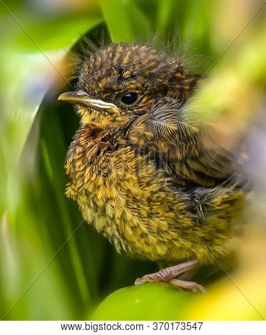 Young Robin Hiding In The Flower Bed Waiting To Be Feed