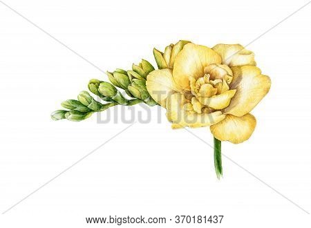 Watercolor Illustration Of Yellow Freesia. Hand Painted Botanical Flower With Green Buds In The Full