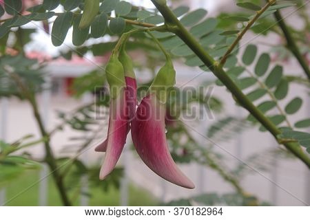 Red Agasta, Sesban, Vegetable Humming Bird, Humming Bird Tree, Butterfly Tree, Agati On Tree With Su