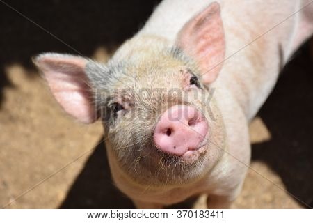 Very Sweet Pig With Pink Ears And A Pink Snout.
