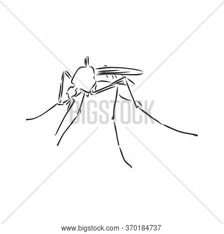 Hand Sketch Mosquito. Vector Illustration, Mosquito, Vector Sketch Illustration