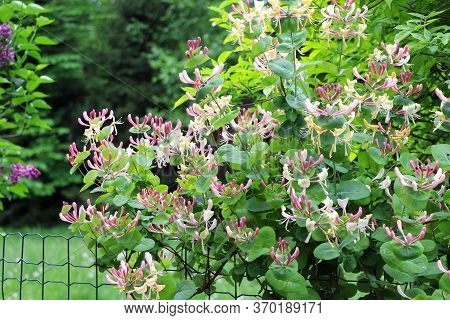 Bush Of Buddleja. Flowers In Summer Time. Flowers Of Buddleja