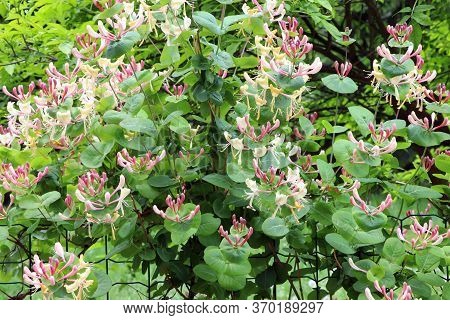 Bush Of Buddleja. Flowers In Summer Time. Flowers Of Buddleja