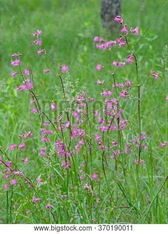 Silene Viscaria, The Sticky Catchfly Or Clammy Campion