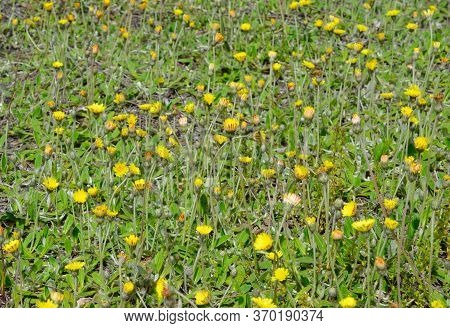 Pilosella Officinarum, Synonym Hieracium Pilosella, Known As Mouse-ear Hawkweed