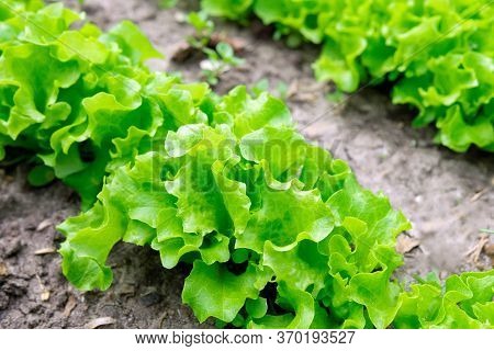 Green Lettuce Leaves On Garden Beds In The Vegetable Field. Gardening Green Salad Plants In The Open