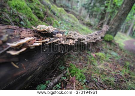 Tree Fungus Growing On A Old Growth Log In A Rain Forest On Vancouver Island British Columbia.
