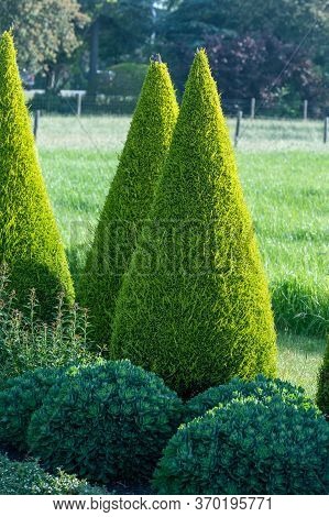 Well Shaped Green Conical Thuja Coniferous Trees In Garden