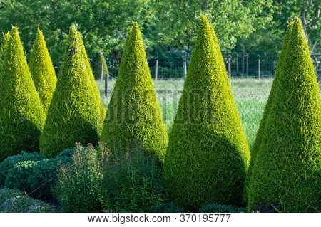Well Shaped Green Conical Thuja Coniferous Trees In Garden