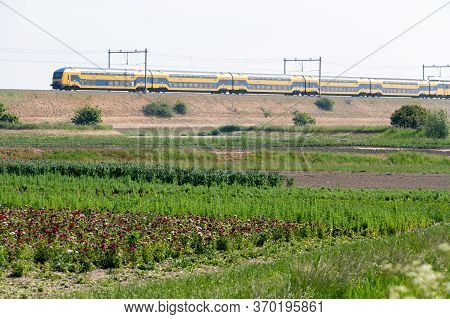Summer Vacation In Zeeland, Netherlands, Railway And Blossom Of Garden Red Poppy Flowers, Travel Bac