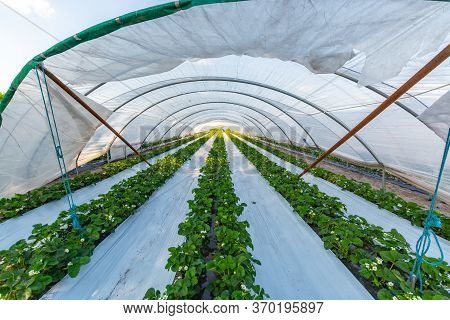 Cultivation Of Strawberry Fruits Using The Plasticulture Method, Plants Growing On Plastic Mulch In