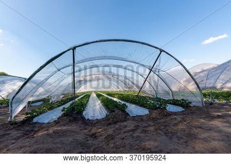 Cultivation Of Strawberry Fruits Using The Plasticulture Method, Plants Growing On Plastic Mulch In
