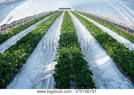 Cultivation Of Strawberry Fruits Using The Plasticulture Method, Plants Growing On Plastic Mulch In