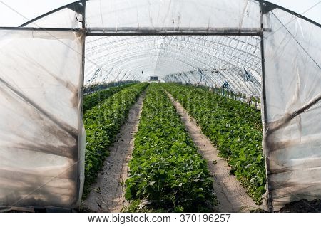 Cultivation Of Strawberry Fruits Using The Plasticulture Method, Plants Growing On Plastic Mulch In